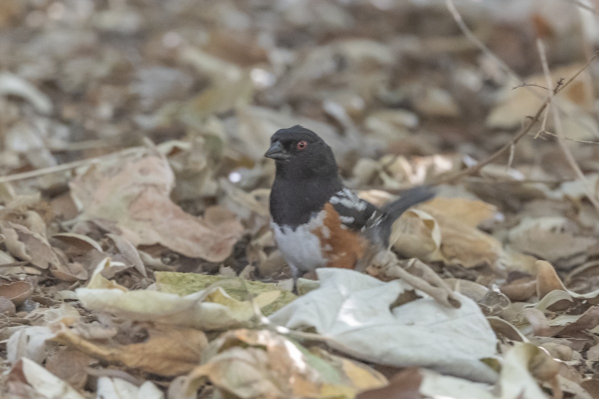 ホシワキアカトウヒチョウ - ML590162471