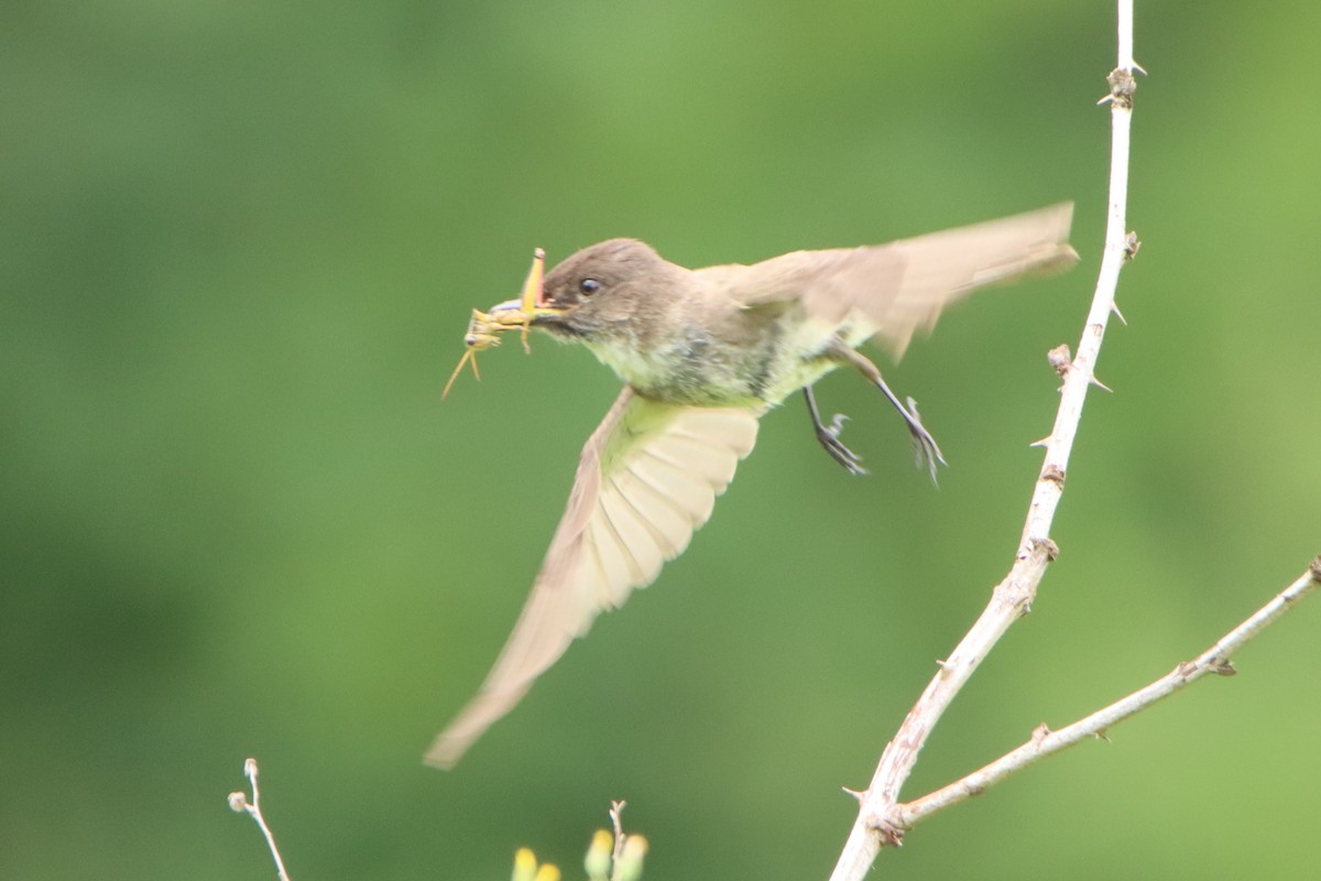 Eastern Phoebe - ML590163431