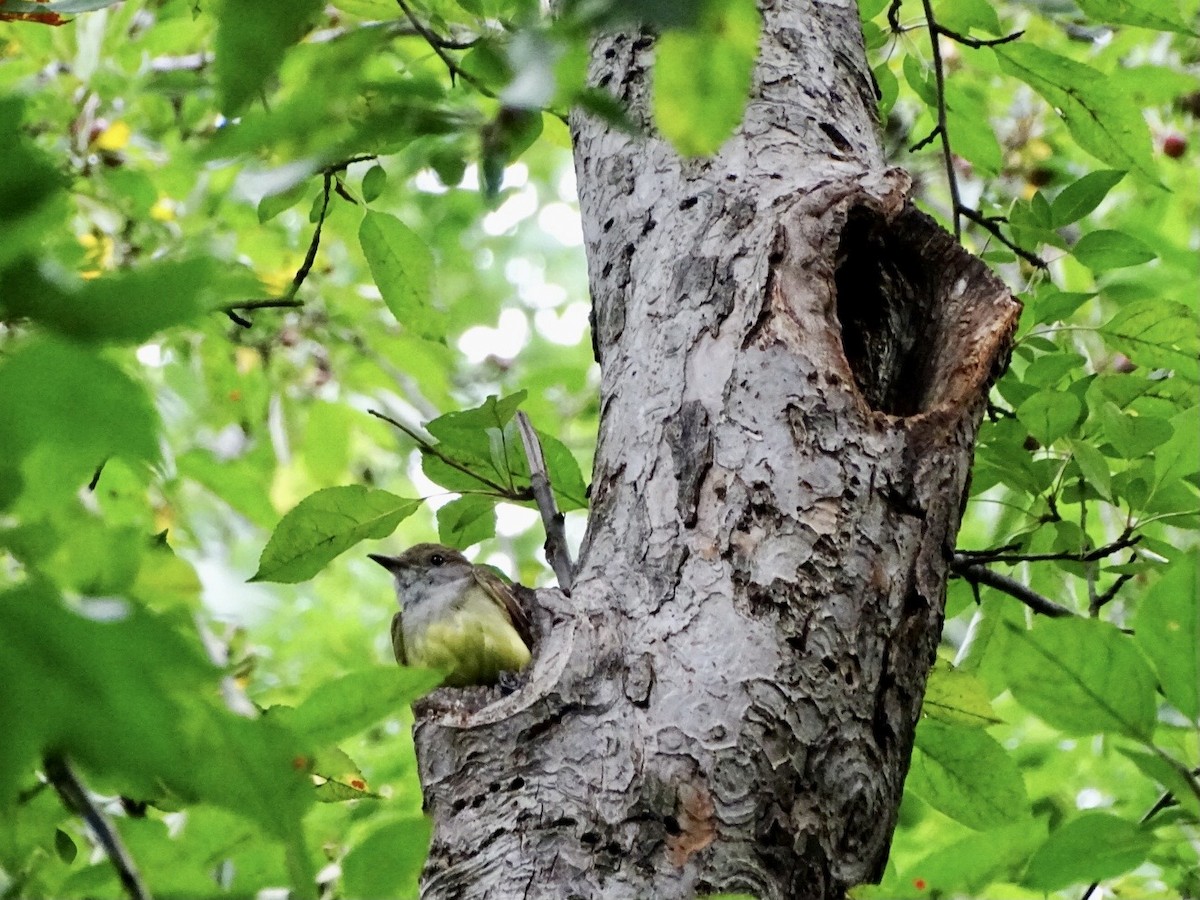 Great Crested Flycatcher - ML590163521