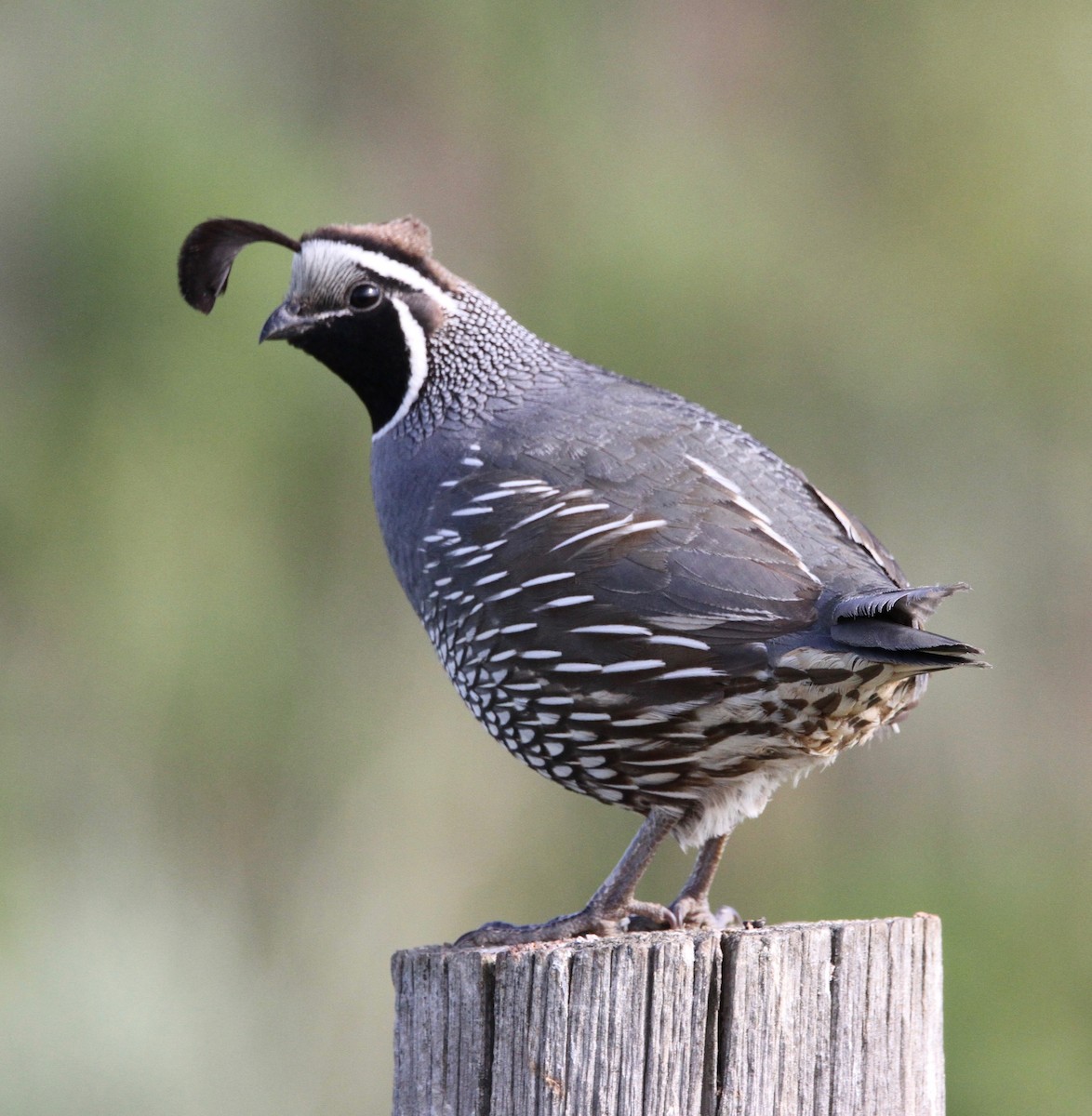 California Quail - ML590163651