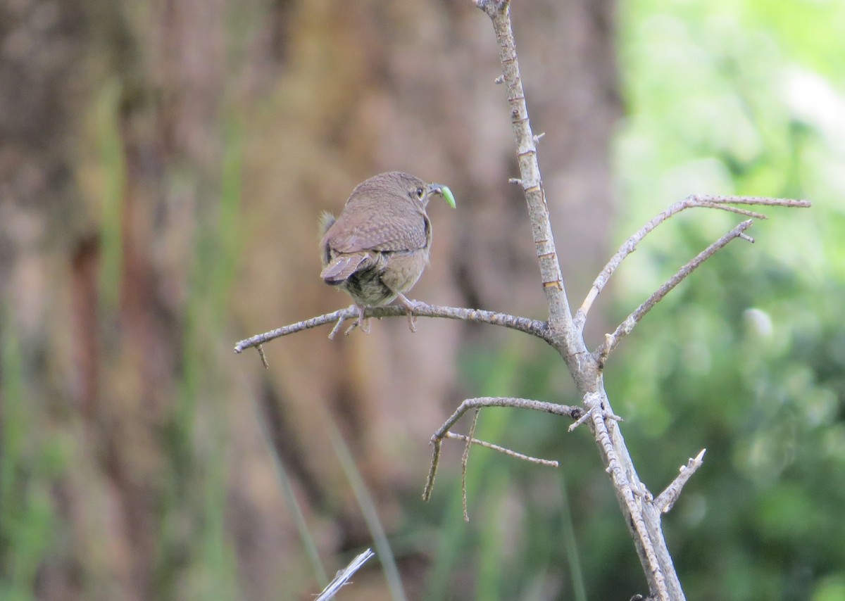 House Wren - ML590163671