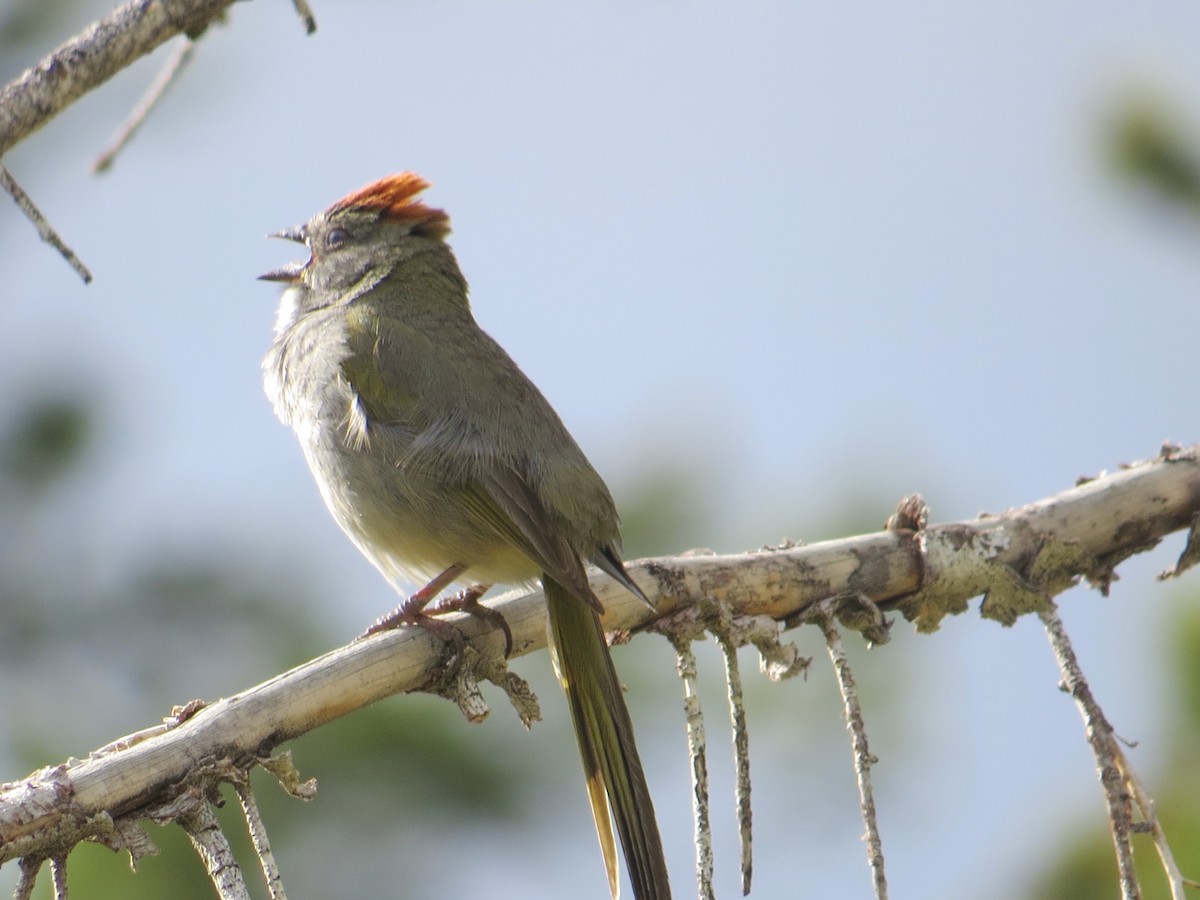 Green-tailed Towhee - ML590163851