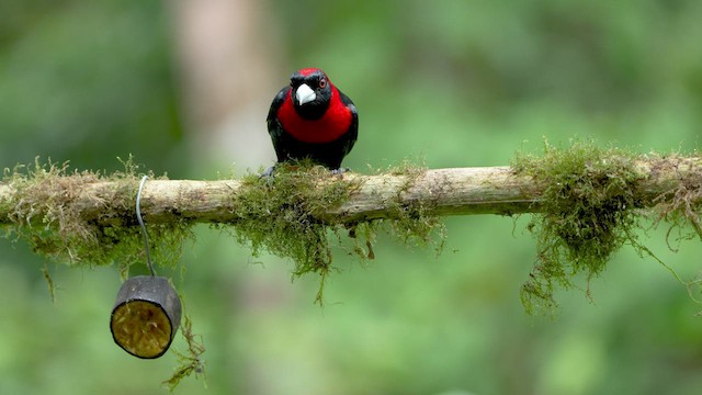 Crimson-collared Tanager - ML590163881