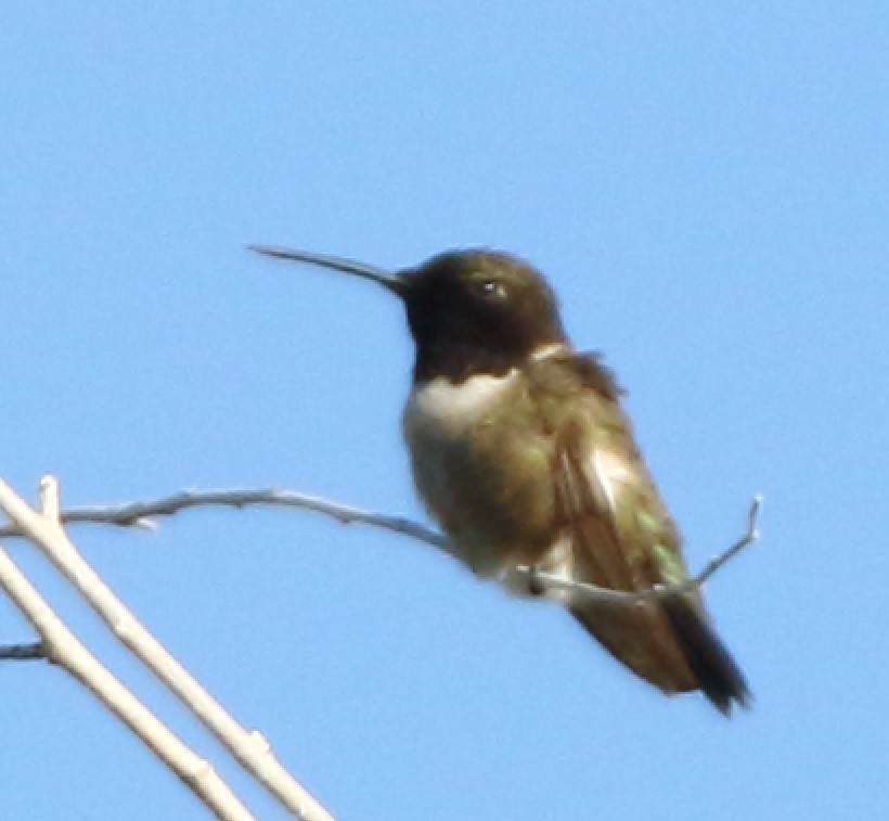 Black-chinned Hummingbird - ML590163951