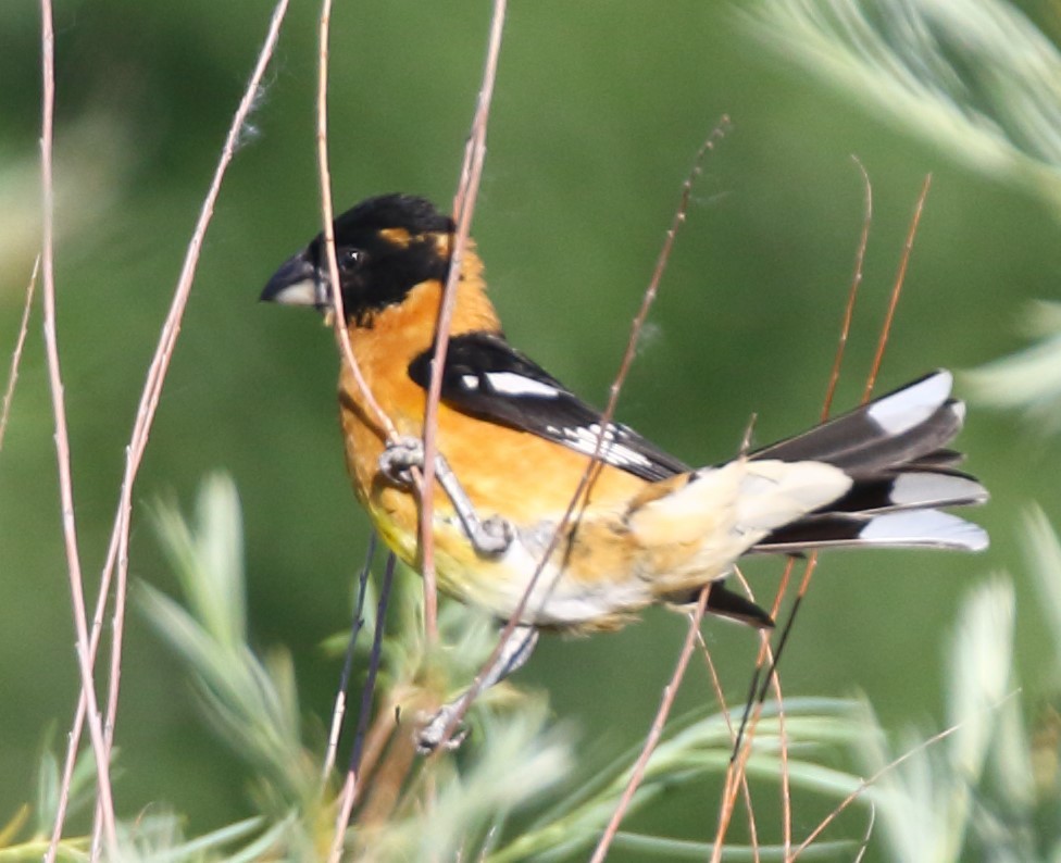 Black-headed Grosbeak - ML590164251