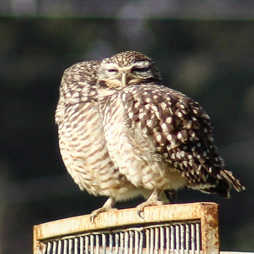 Burrowing Owl - ML590164301