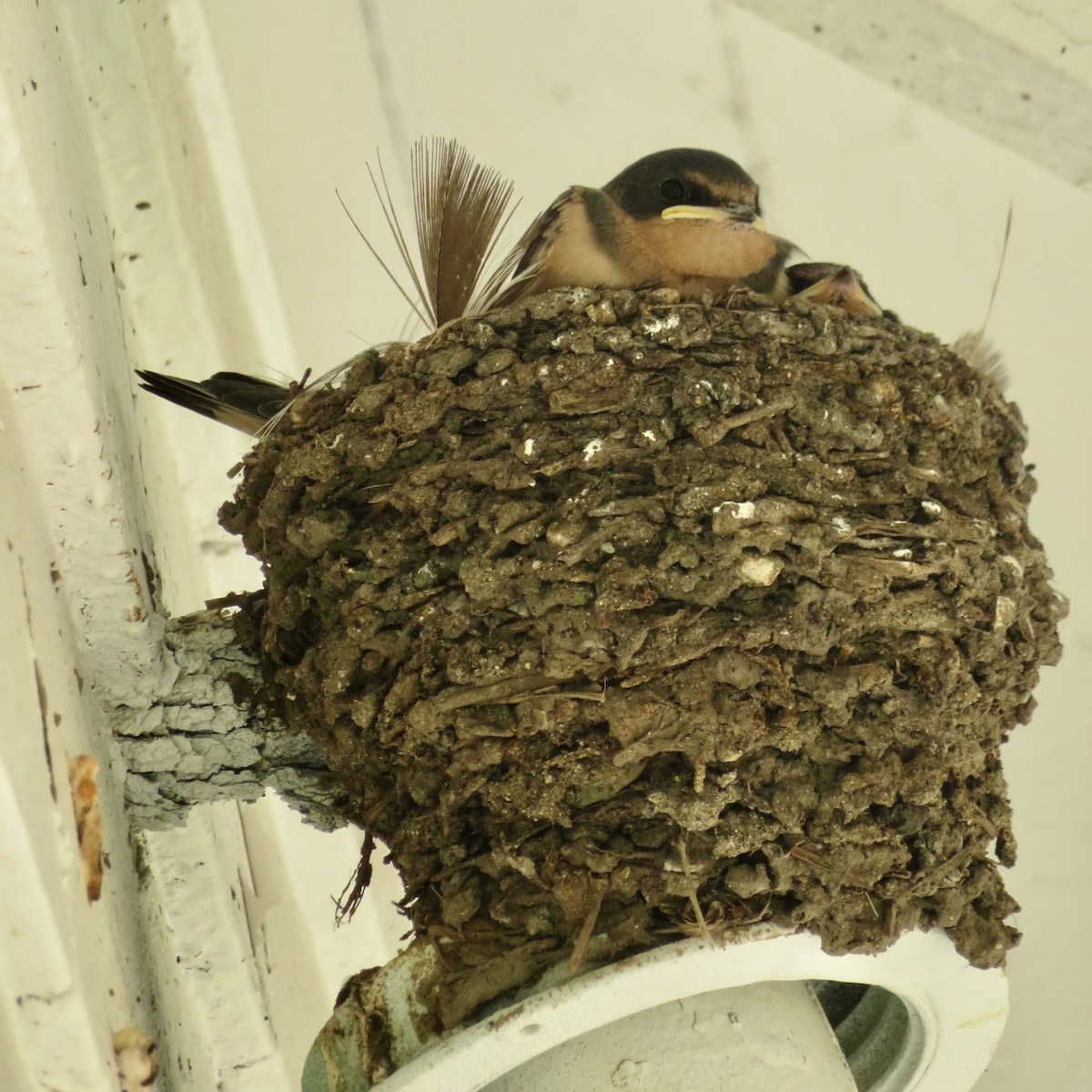 Barn Swallow - ML590164391