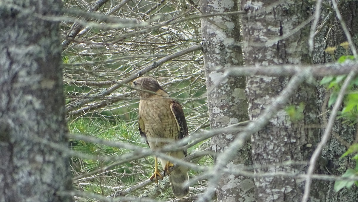 Red-shouldered Hawk - ML590166761