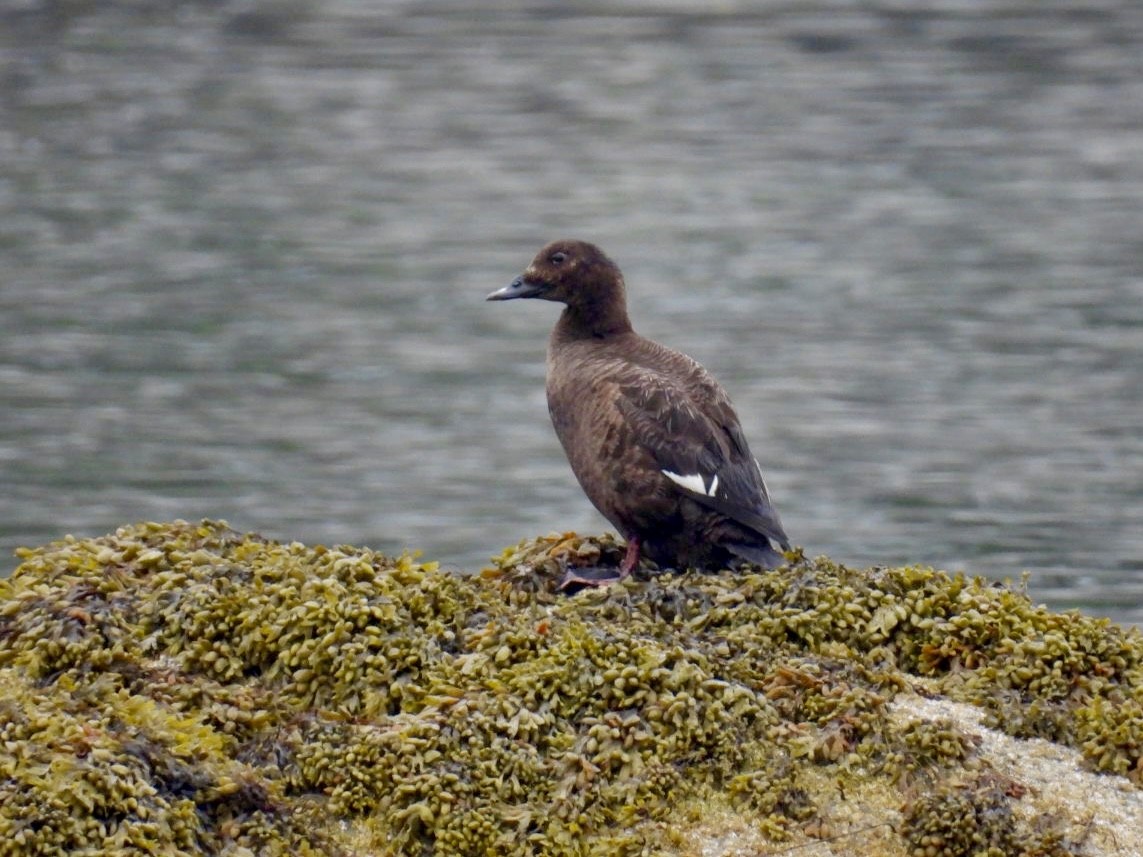 White-winged Scoter - Donna Reis