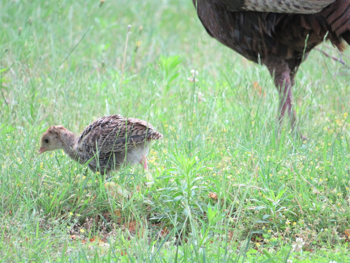 Wild Turkey - Sarah Randall