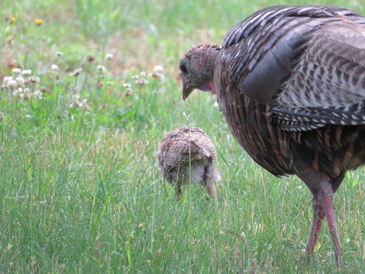 Guajolote Gallipavo - ML590168731