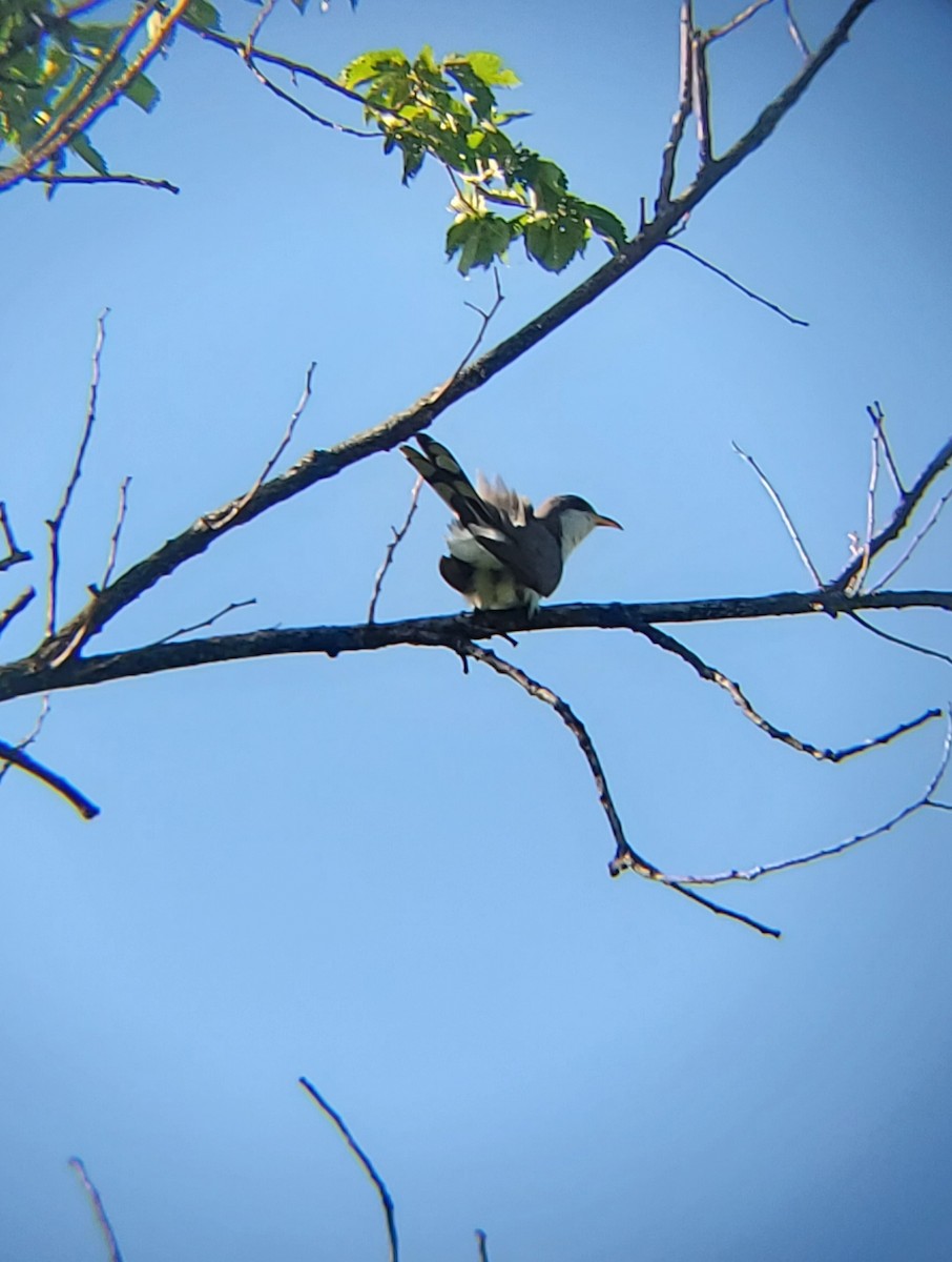 Yellow-billed Cuckoo - ML590169201