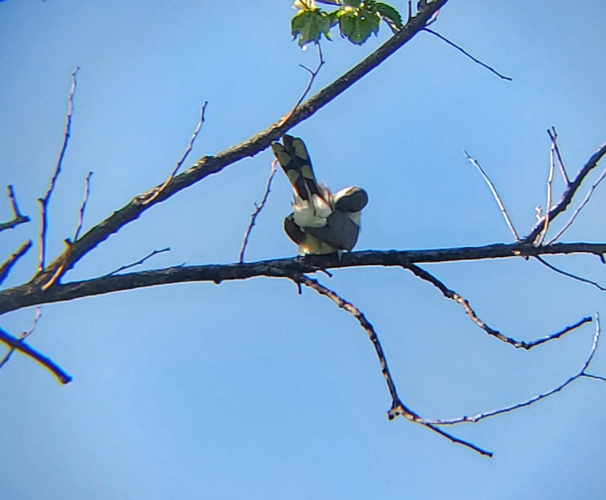 Yellow-billed Cuckoo - ML590169231