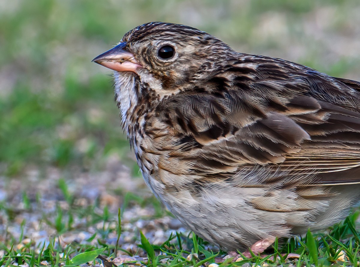 Vesper Sparrow - ML590169441