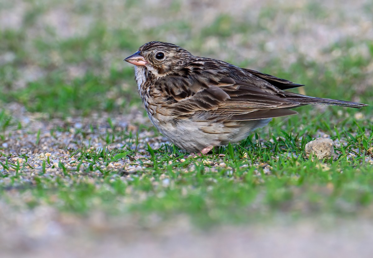 Vesper Sparrow - ML590169451