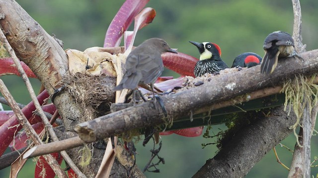 Mountain Thrush - ML590171801