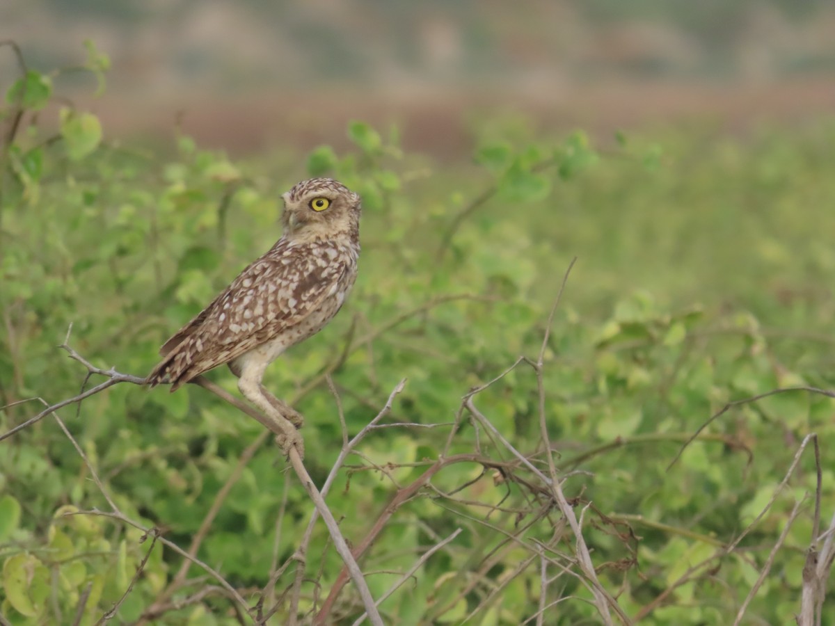 Burrowing Owl (Littoral) - Edison🦉 Ocaña