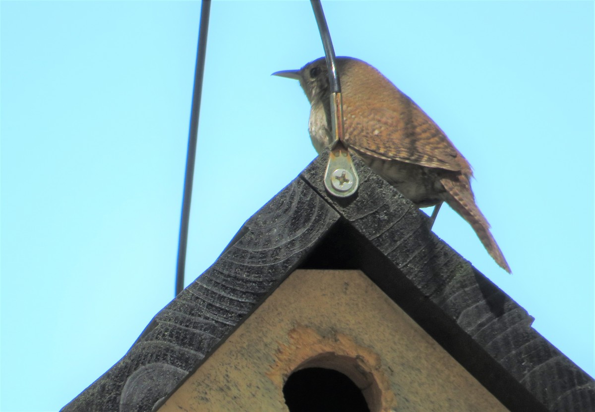 House Wren - Sarah Randall