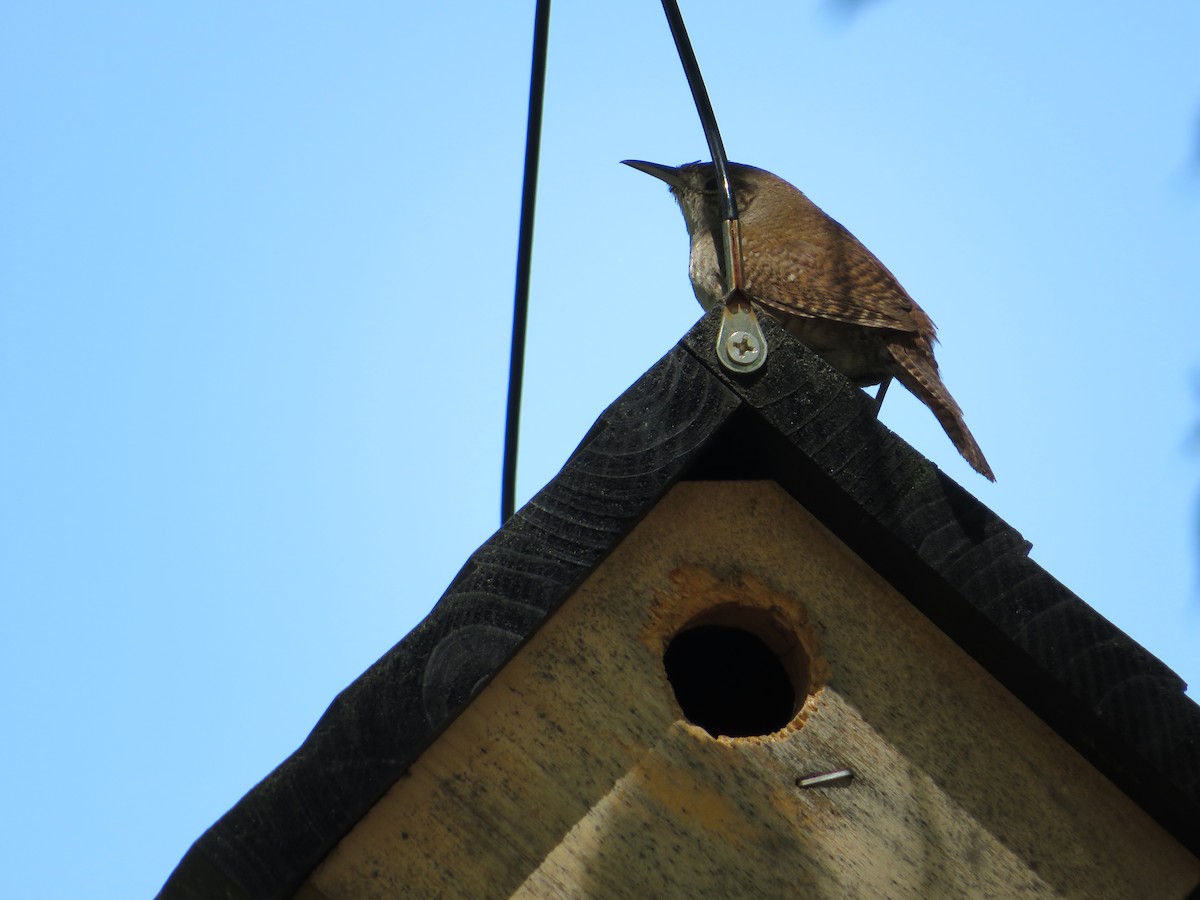 House Wren - ML590172541