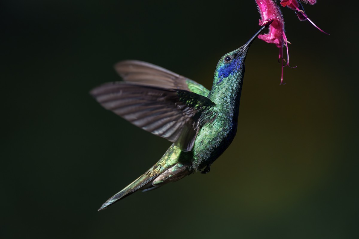 Sparkling Violetear - Jeff Hapeman