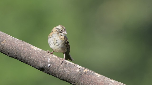 Rufous-collared Sparrow - ML590173621