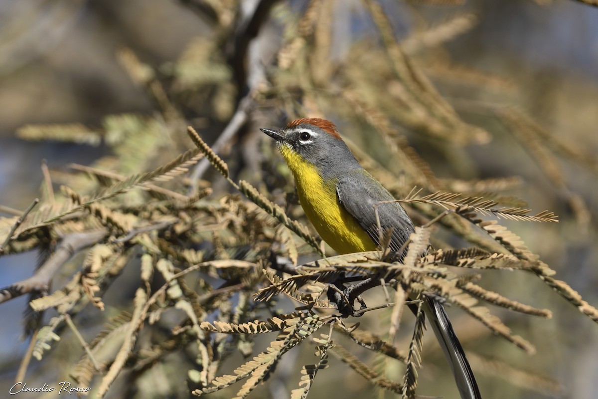 Brown-capped Redstart - Claudio Rosso