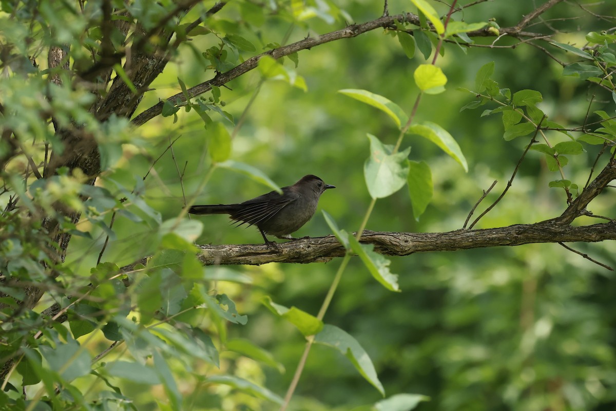 Gray Catbird - ML590174301