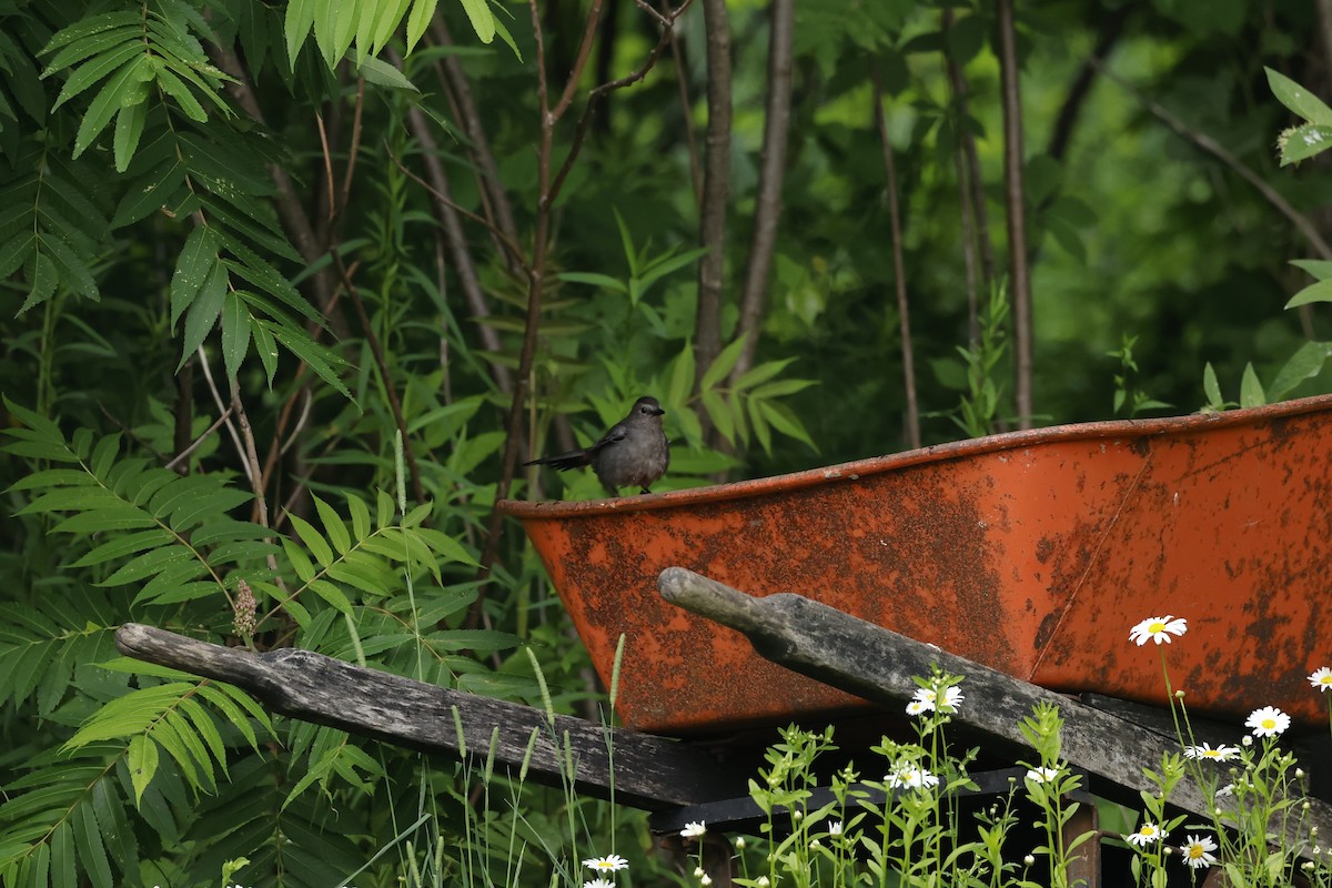 Gray Catbird - ML590174361