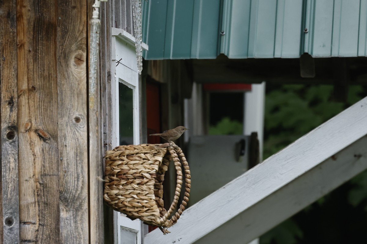 House Wren - Marie Provost