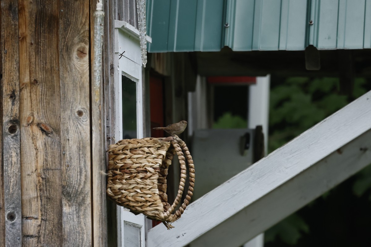 House Wren - Marie Provost