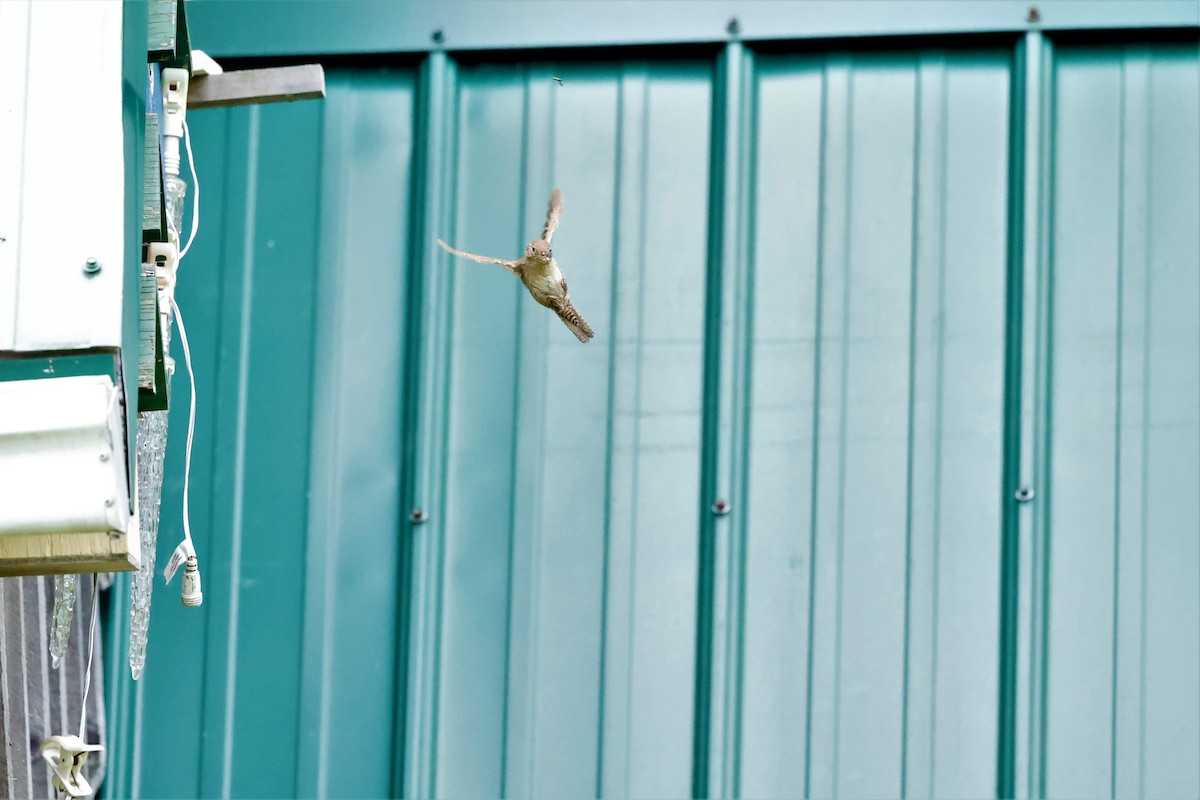 House Wren - ML590174601