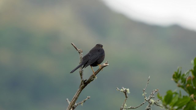 Sooty Thrush - ML590174871