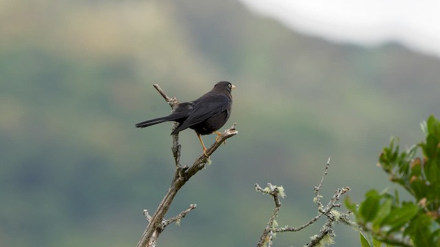 Sooty Thrush - ML590174881