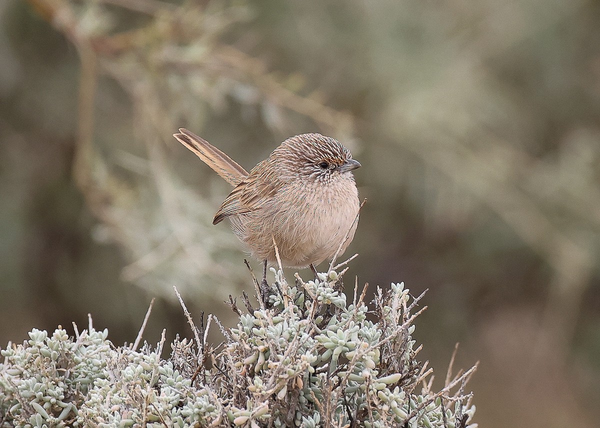 Thick-billed Grasswren - Martin Allen