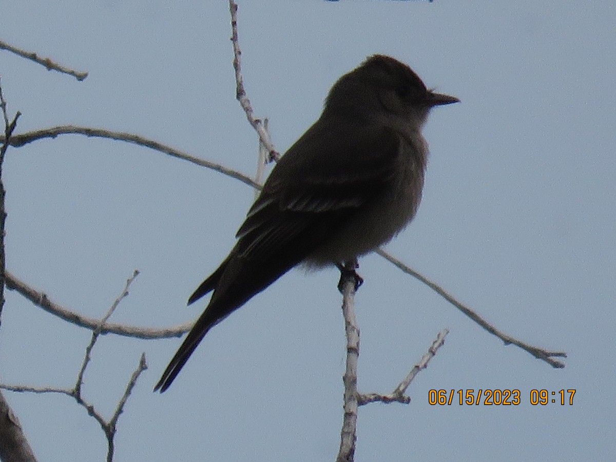 Western Wood-Pewee - ML590175331