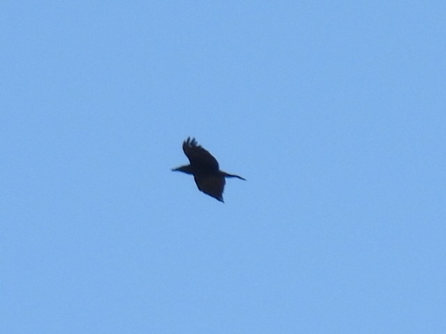 Common Raven - ML590175341