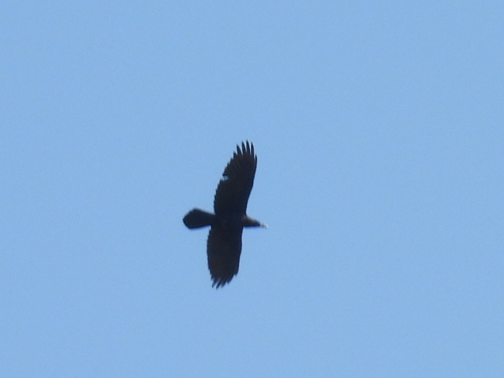 Common Raven - ML590175351