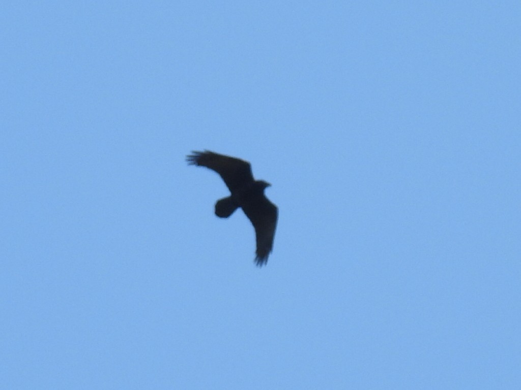 Common Raven - ML590175361