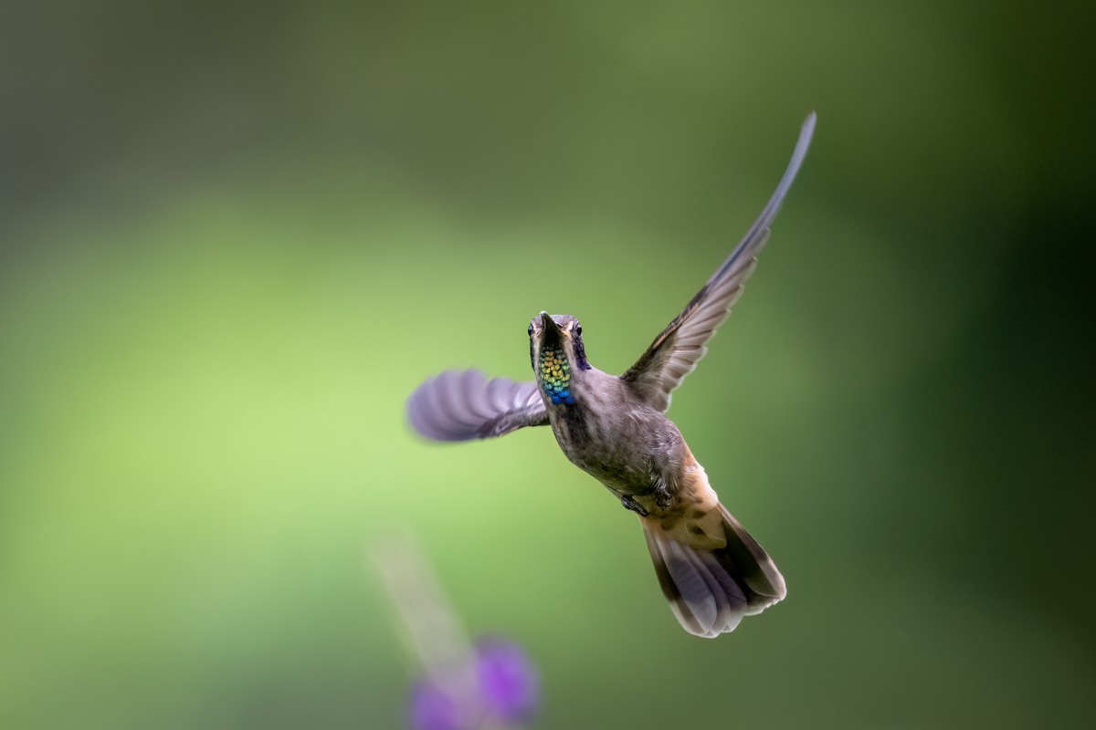 Brown Violetear - Scott Vulstek