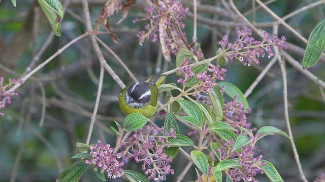 Sooty-capped Chlorospingus - ML590175921