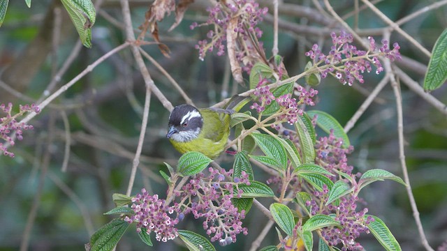 Sooty-capped Chlorospingus - ML590175941