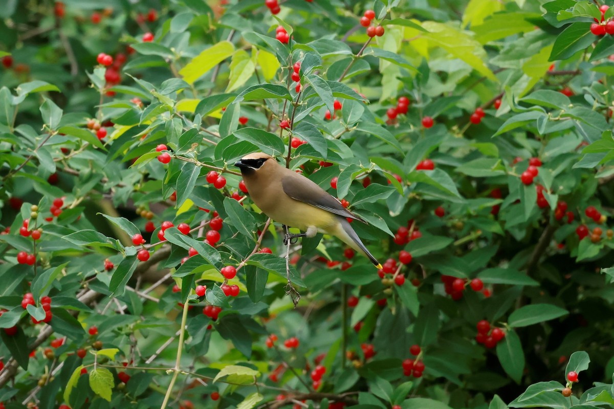 Cedar Waxwing - ML590176271