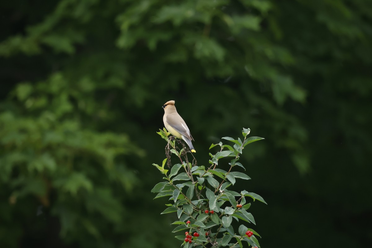 Cedar Waxwing - ML590176381