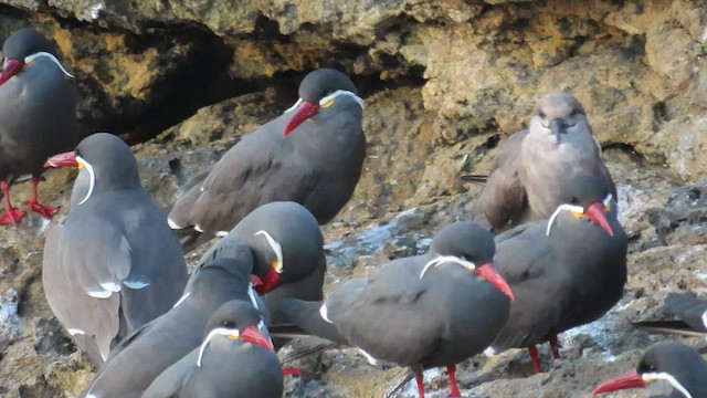 Inca Tern - ML590177271