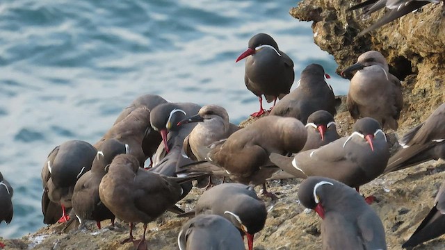 Inca Tern - ML590177301