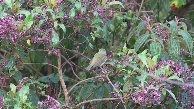 Tennessee Warbler - ML590177501