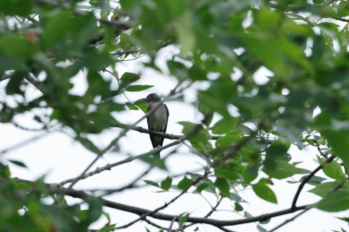 Eastern Phoebe - Marie Provost