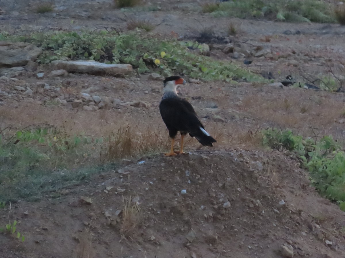 Crested Caracara - Edison🦉 Ocaña