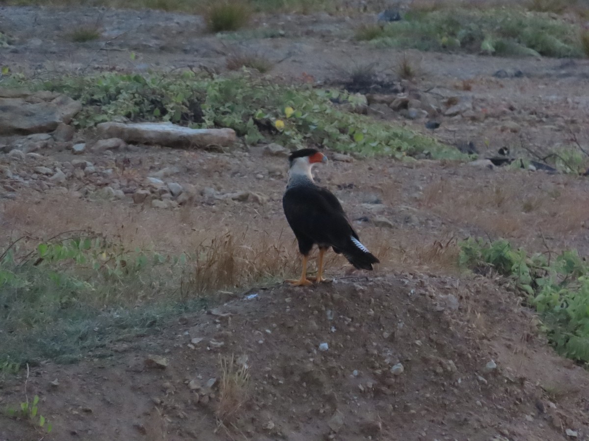 Crested Caracara - Edison🦉 Ocaña