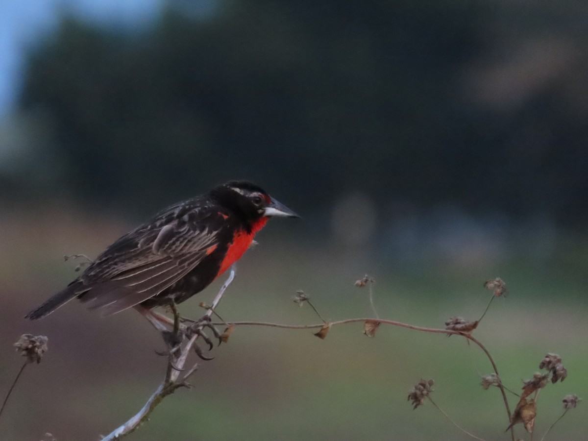 Peruvian Meadowlark - Edison🦉 Ocaña